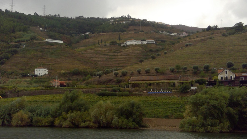 vineyards along the Douro River