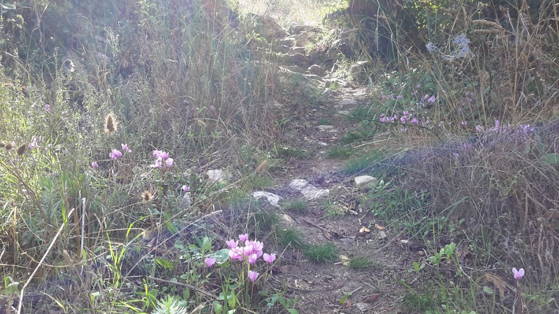 AND CYCLAMENS