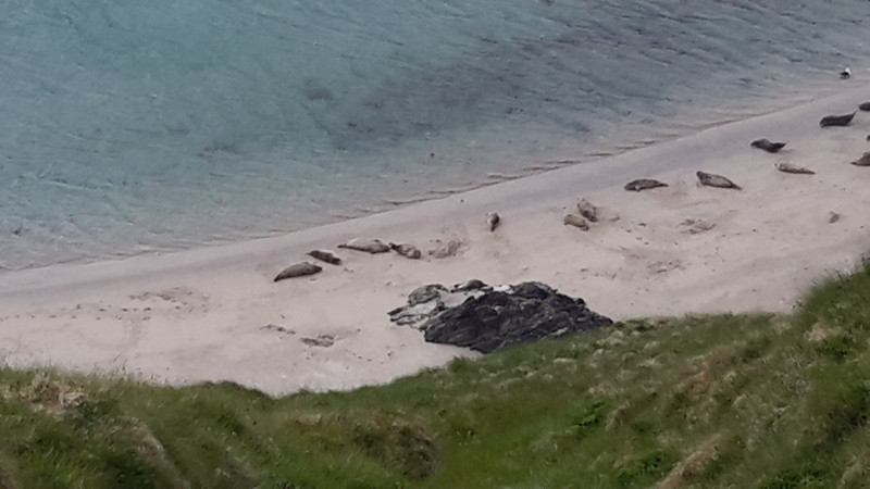 seals basking on the beach