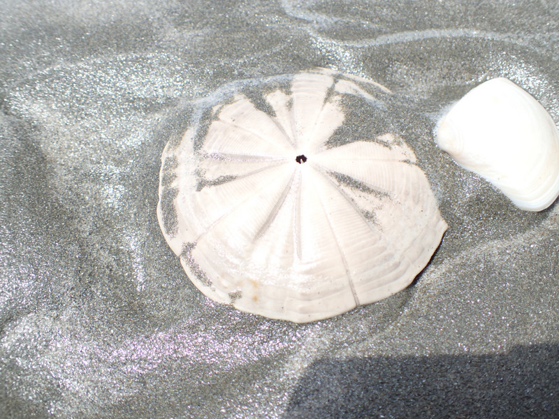 sanddollar - slightly different markings than in BC