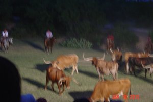 Texas Long Horn Cattle