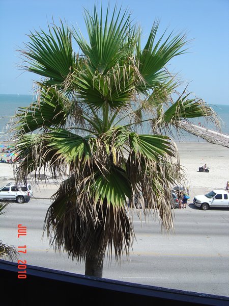 Palm tree  hotel balcony