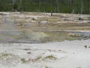 Yellowstone National Park 026