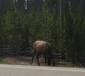 Yellowstone National Park 080