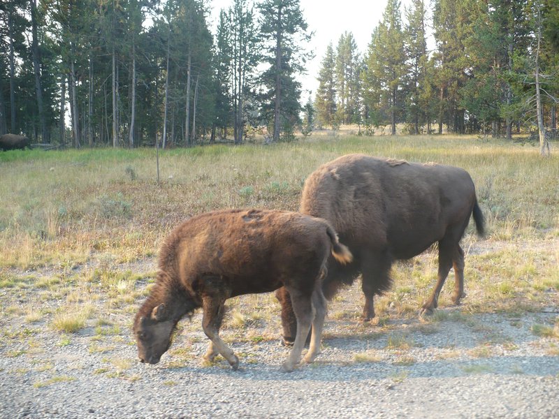 Yellowstone National Park 102
