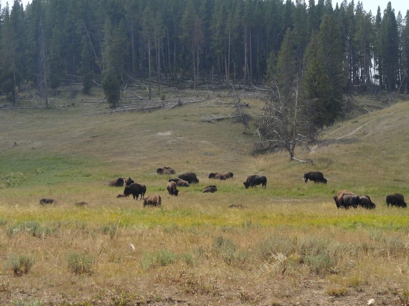 Yellowstone National Park 550