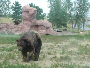 Bear Country 215