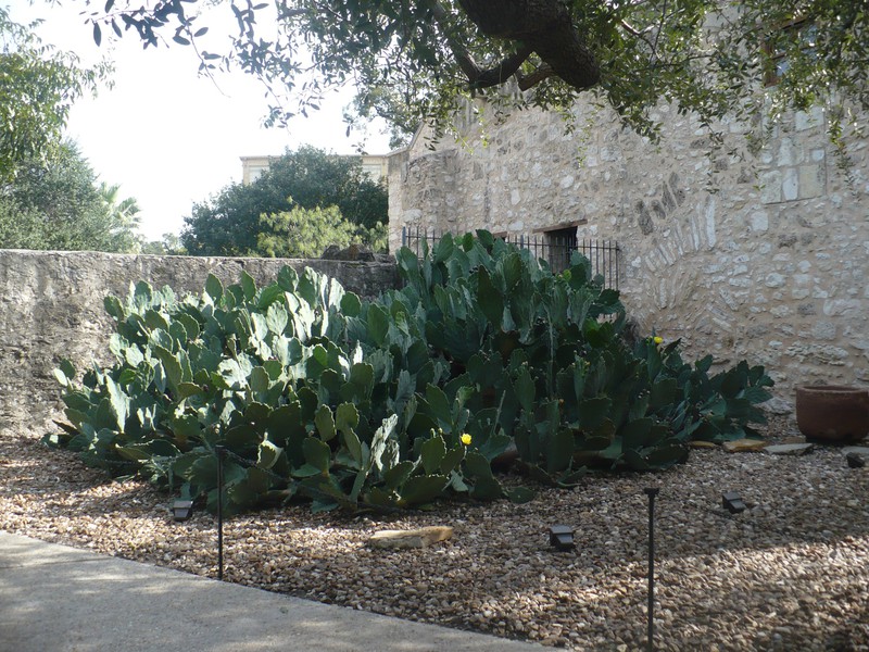 Alamo Gounds
