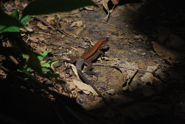 A Whiptail Lizard