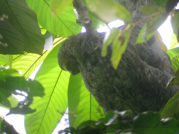 A Three-Toed Sloth