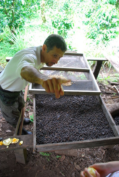 The Coffee Farmer and His Beans