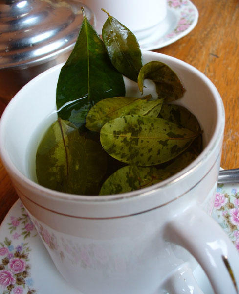 First cup of coca tea