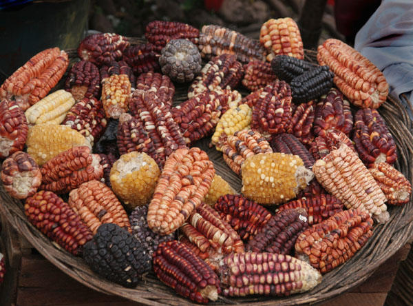 Who knew there were so many colors of corn?