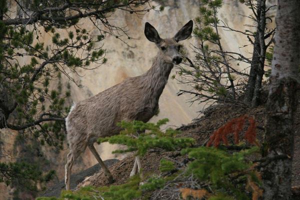 More Yellowstone wildlife