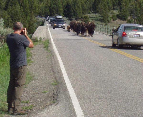 Buffalo traffic jam
