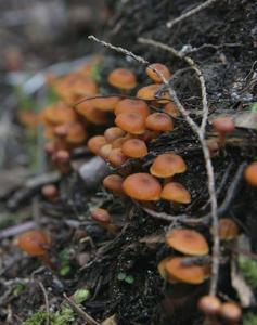 Magic mushrooms on the wonderland trail