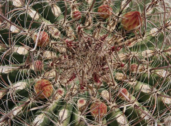 Close-up of a Cactus