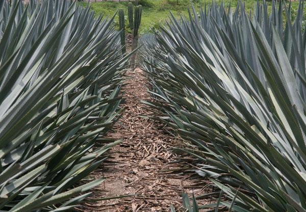 Blue agave--where it all starts
