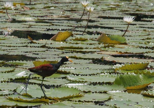 The funny little bird on the lily pads