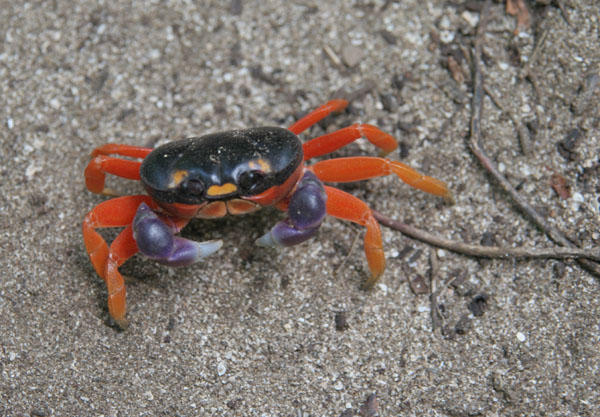 One of the thousands of little crabs on our hike through the mangroves