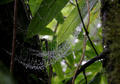 Spider web in the cloud forest