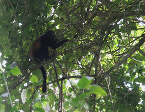 A howler monkey in the tree tops