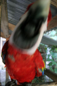 Paul being attacked by a macaw