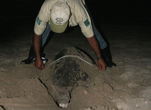 Rangers measuring turtles
