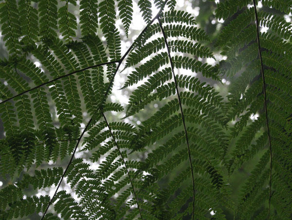 Pretty picture of the ferns in the forest