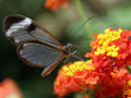 A glass-winged butterfly