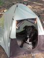 Bela in the pup tent about an hour before she broke it