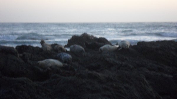 Cambria Seals