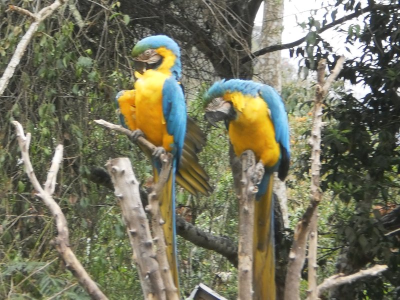 Cool parrots in the animal refuge