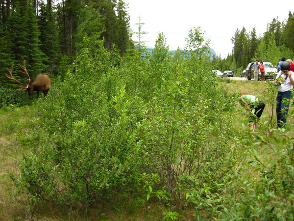 Elk - Bush - Tourists