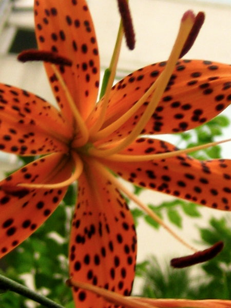 Orange Tiger Lily 
