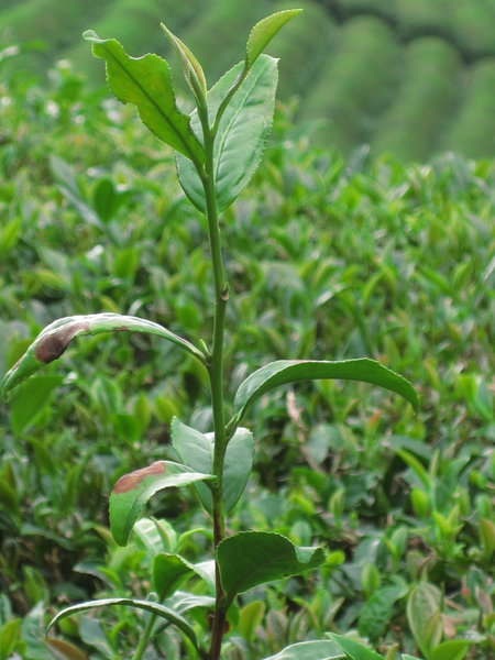 Green tea leaf 