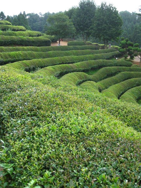 Green tea rows