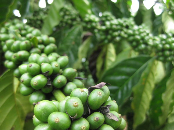 Brazillian Coffee Beans