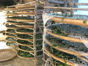 Silk Worm Farm