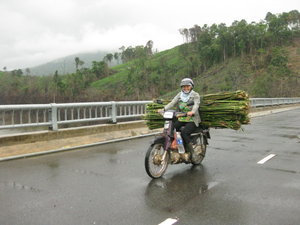 Bamboo Delivery