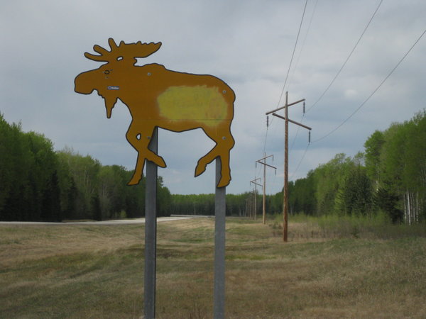 Beware of Moose