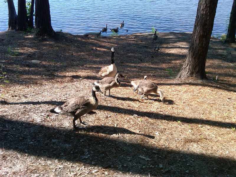 Geese at lake