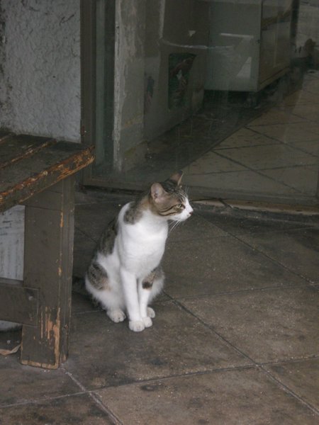 guard cat