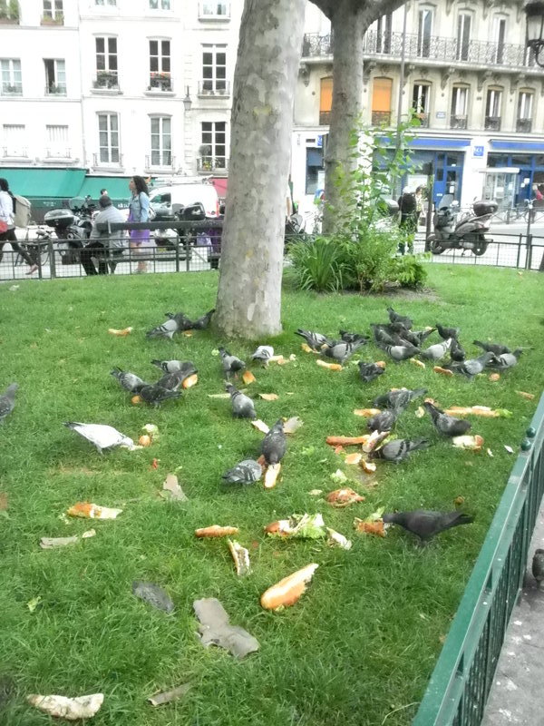 Well fed pigeons