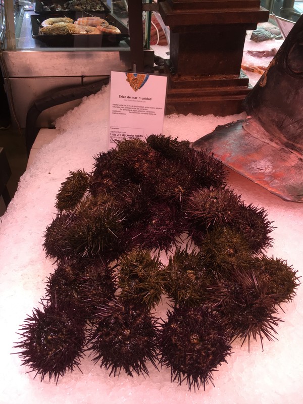 Sea Urchins for sale