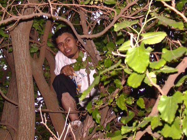 ahmed in a tree