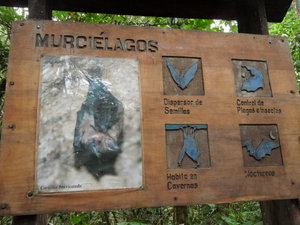 Murcielagos
