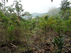 Pic of Jungle