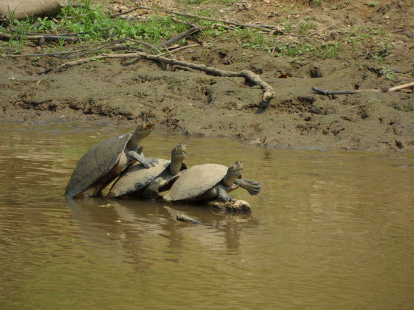 3 Turtles