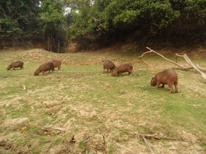 Herd of the giant rodent